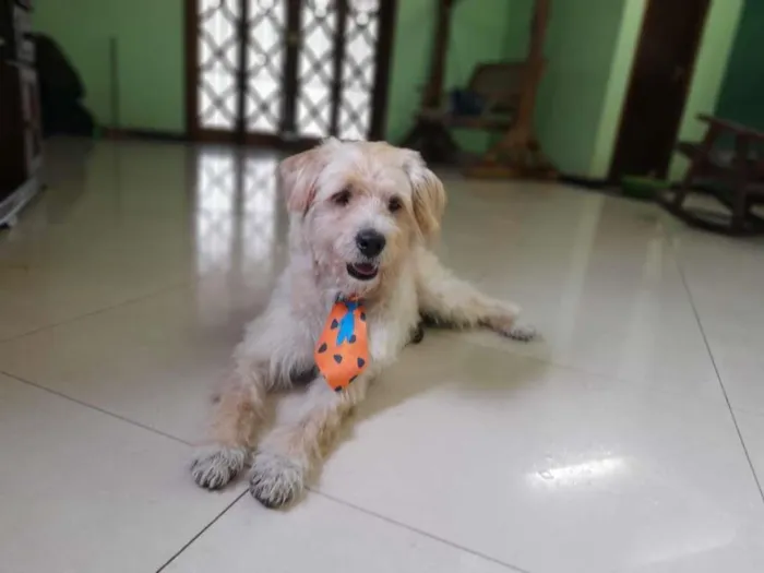 Cachorro raça SRD-ViraLata idade 4 anos nome Bob