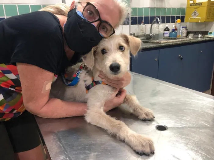 Cachorro ra a SRF Estopinha idade 7 a 11 meses nome Denis