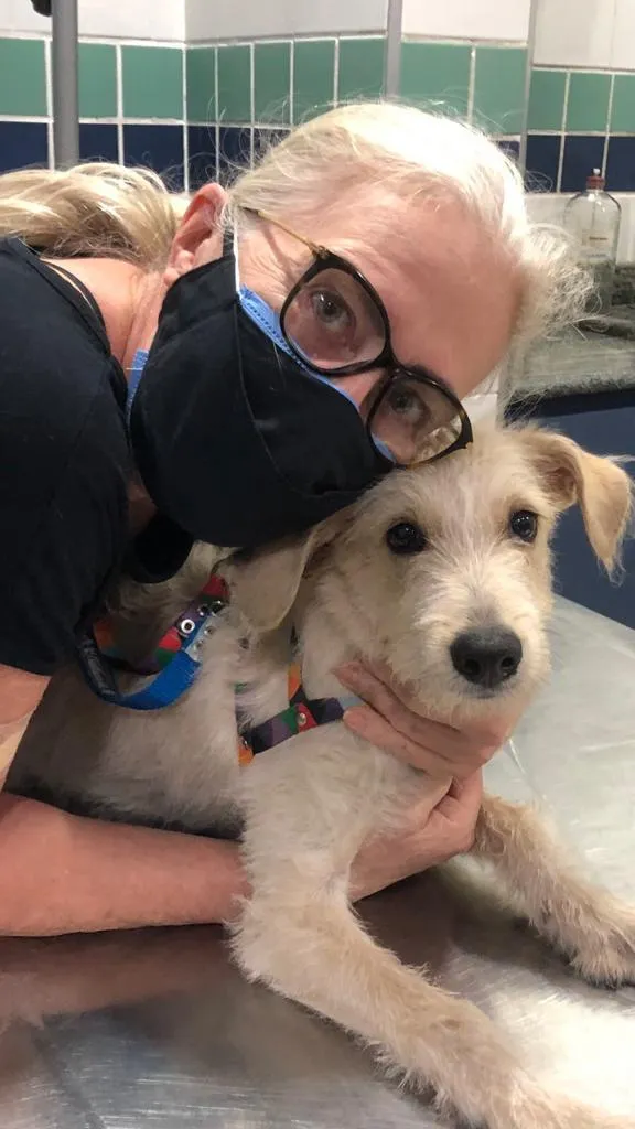 Cachorro ra a SRF Estopinha idade 7 a 11 meses nome Denis