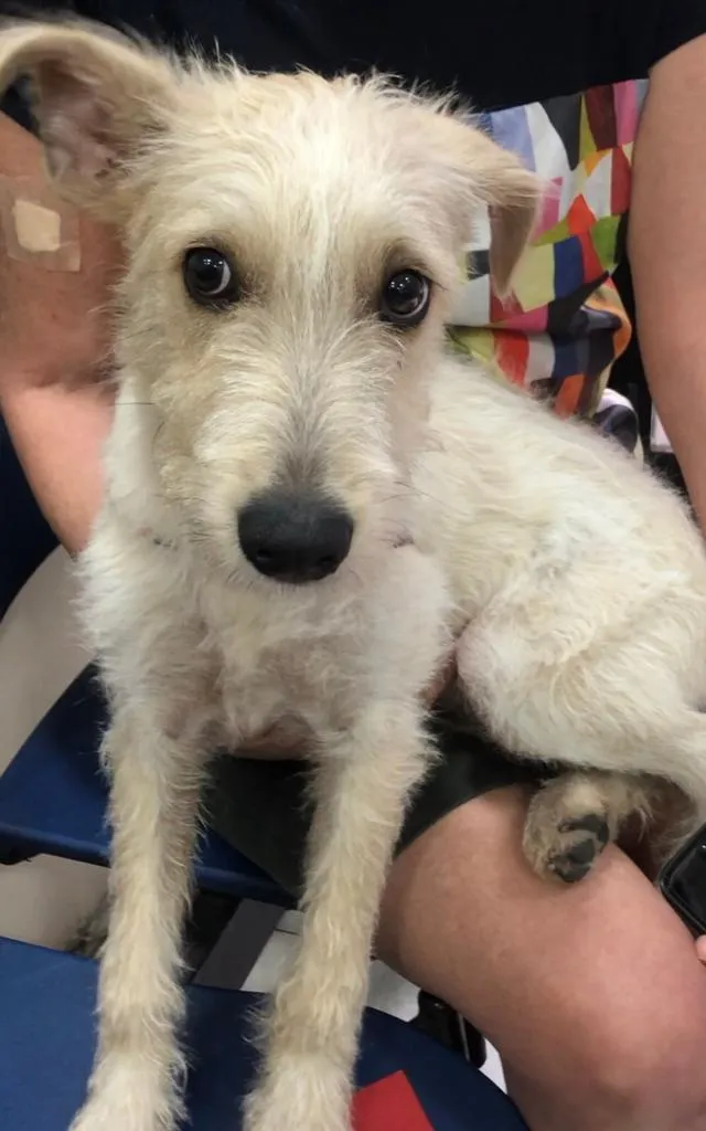 Cachorro ra a SRF Estopinha idade 7 a 11 meses nome Denis