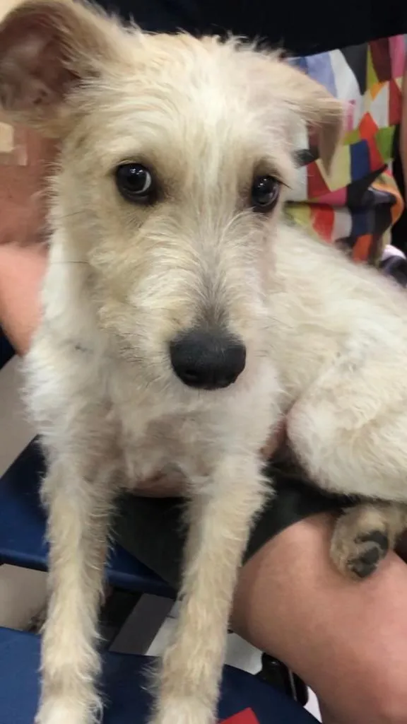 Cachorro ra a SRF Estopinha idade 7 a 11 meses nome Denis