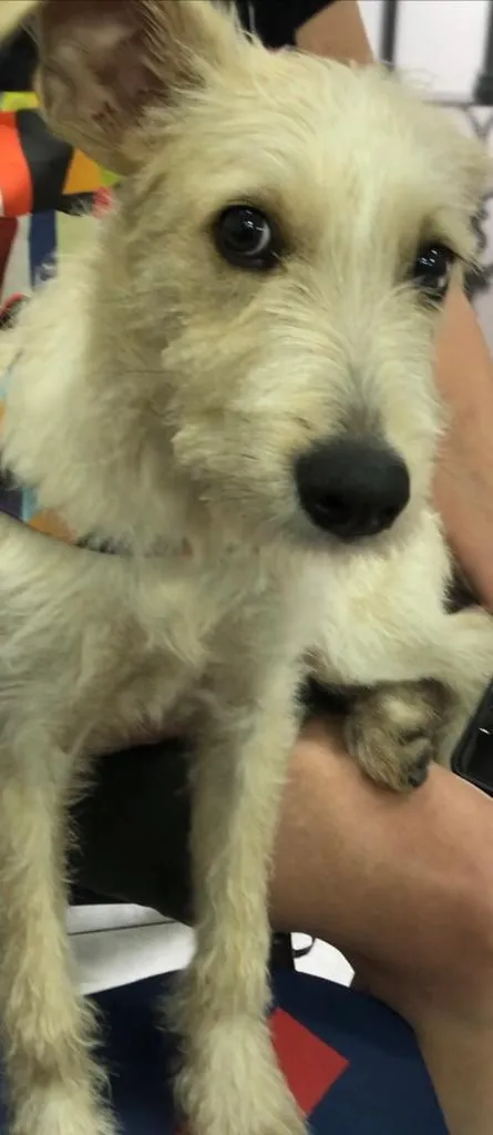 Cachorro ra a SRF Estopinha idade 7 a 11 meses nome Denis