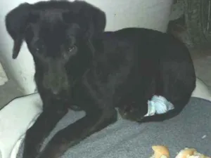 Cachorro raça  idade 7 a 11 meses nome Sem nome 