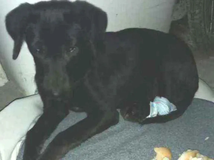 Cachorro ra a  idade 7 a 11 meses nome Sem nome 