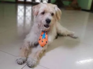 Cachorro raça SRD-ViraLata idade 4 anos nome Bob