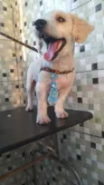 Apolo