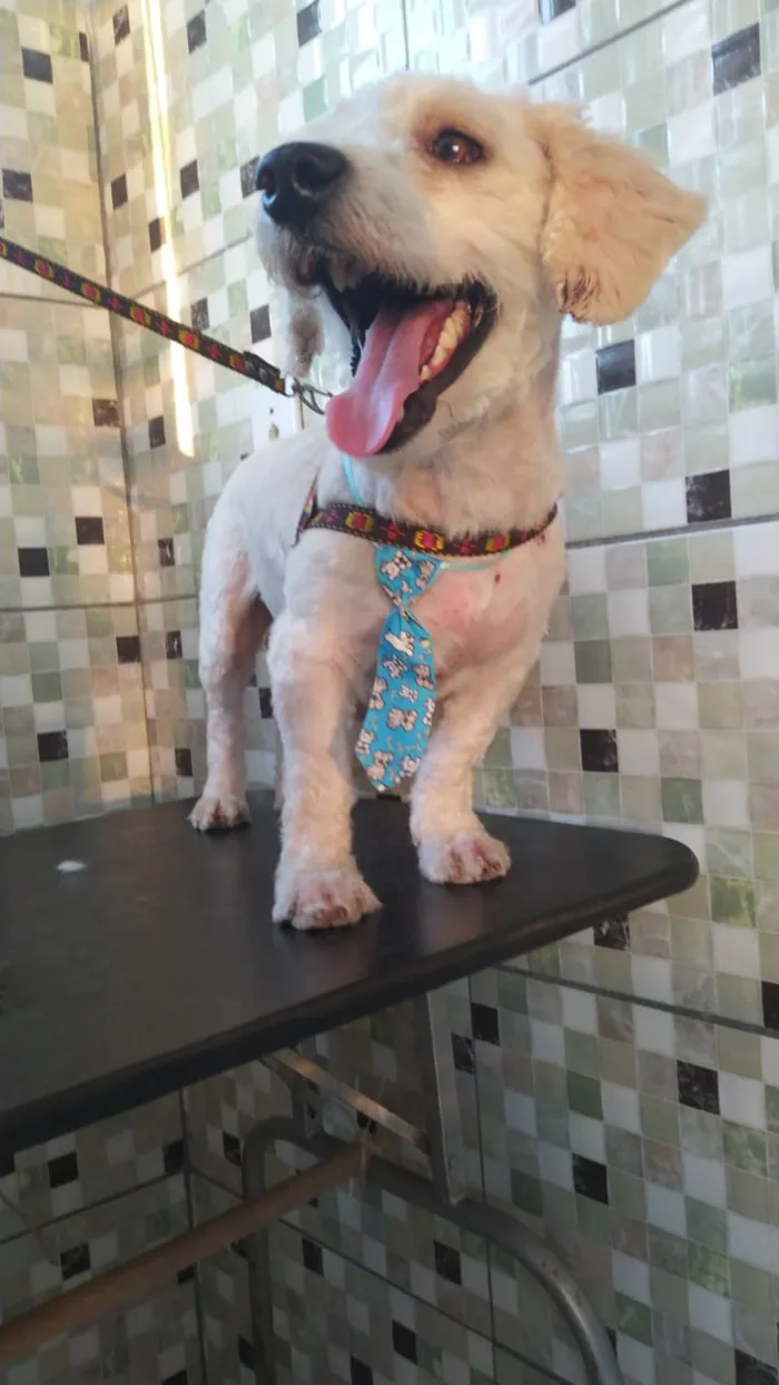 Cachorro ra a Poodle idade 2 anos nome Apolo