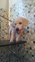 Apolo