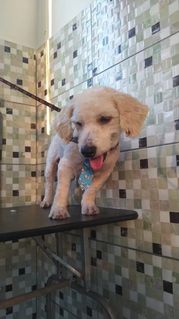 Cachorro ra a Poodle idade 2 anos nome Apolo