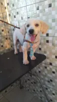 Apolo