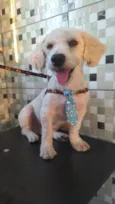 Apolo