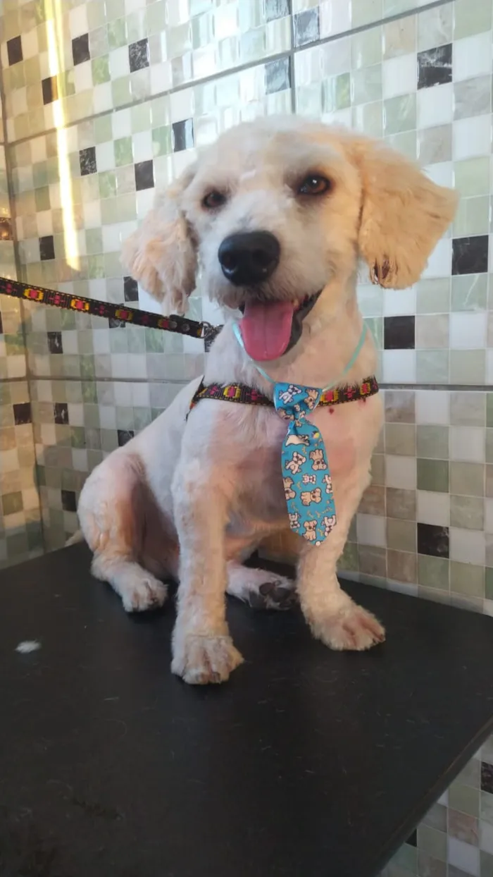 Cachorro ra a Poodle idade 2 anos nome Apolo