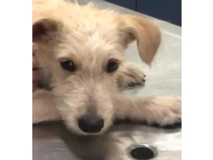 Cachorro ra a SRF Estopinha idade 7 a 11 meses nome Denis