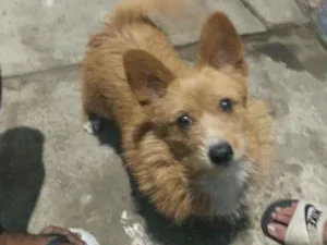 Cachorro raça SRD-ViraLata idade 7 a 11 meses nome Luna