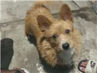 Cachorro raça SRD-ViraLata idade 7 a 11 meses nome Luna