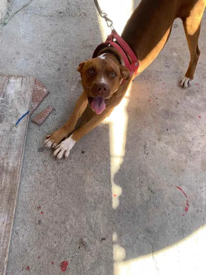 Cachorro raça Pitbull  idade 2 anos nome Thor