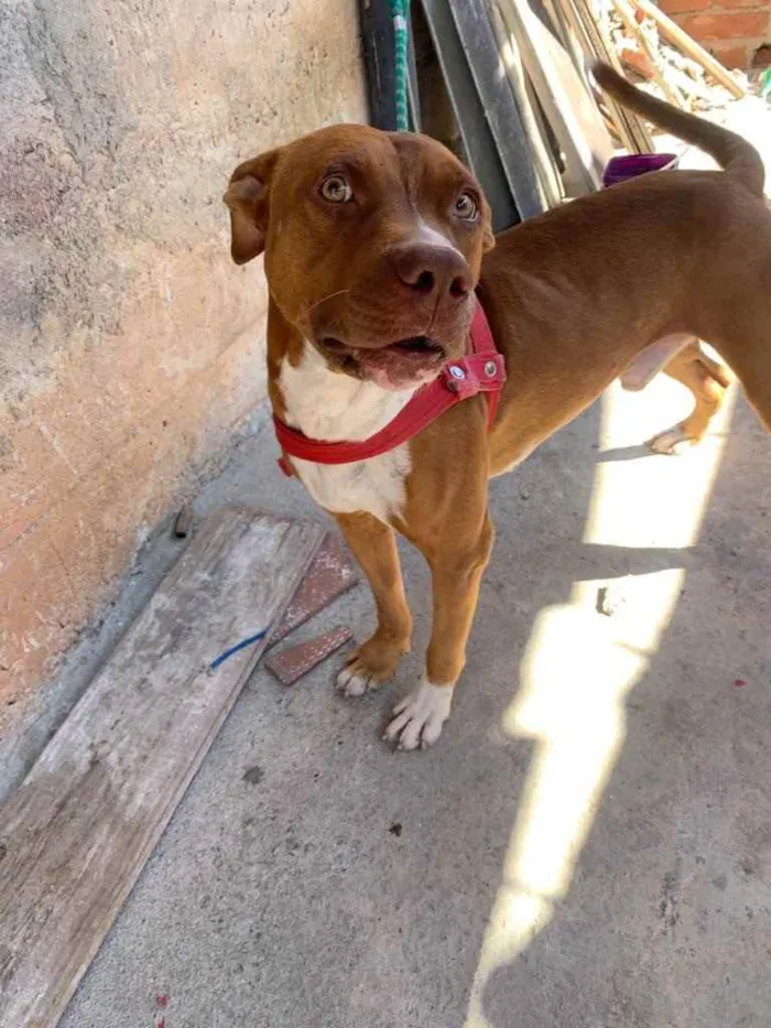 Cachorro raça Pitbull  idade 2 anos nome Thor