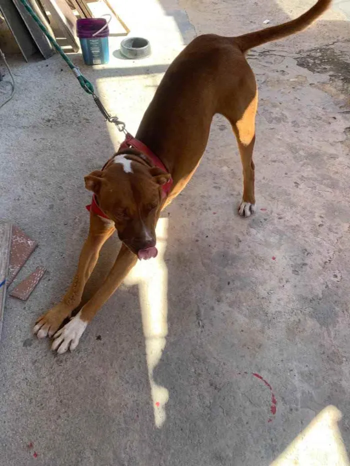 Cachorro raça Pitbull  idade 2 anos nome Thor