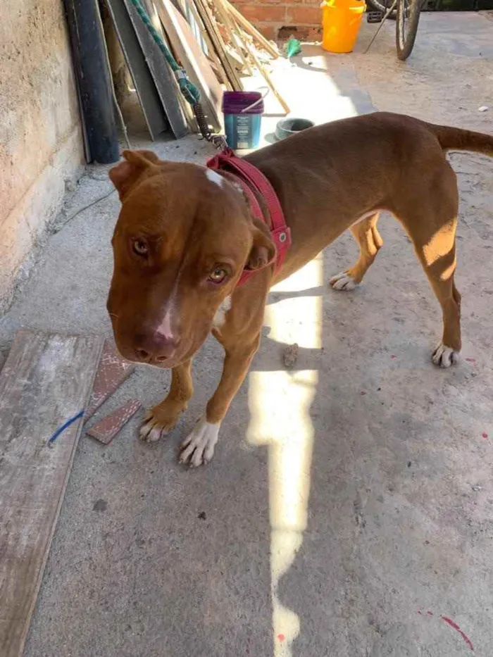 Cachorro raça Pitbull  idade 2 anos nome Thor