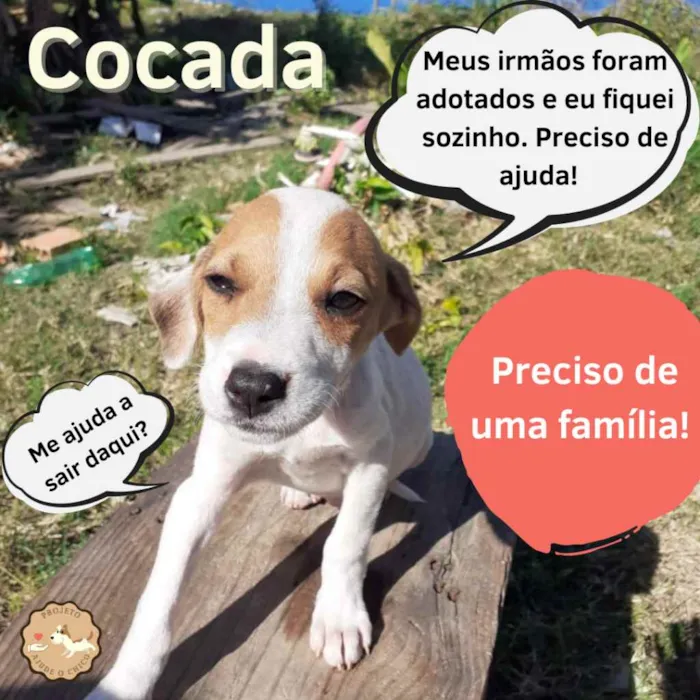 Cachorro ra a SRD idade 2 a 6 meses nome Cocada 
