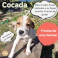 Cocada