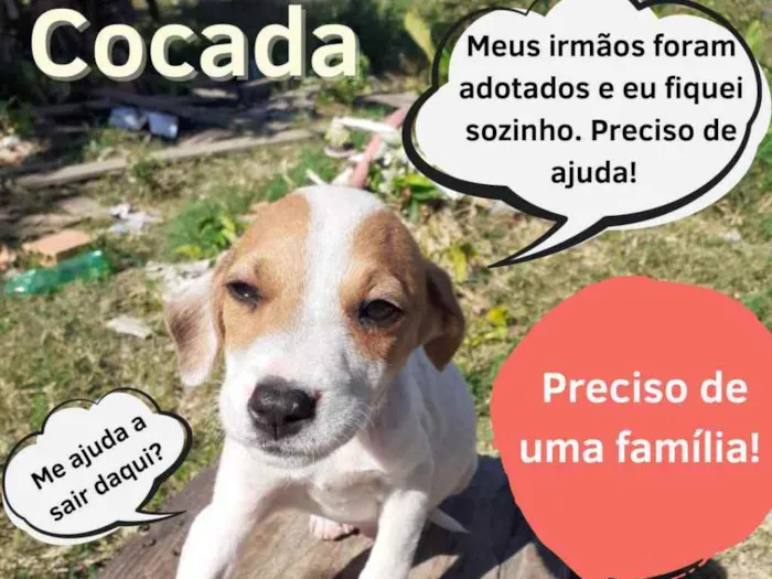 Cachorro ra a SRD idade 2 a 6 meses nome Cocada 