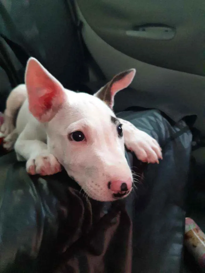 Cachorro raça Bull Terrier com Pit bull idade 2 a 6 meses nome Pirata loki