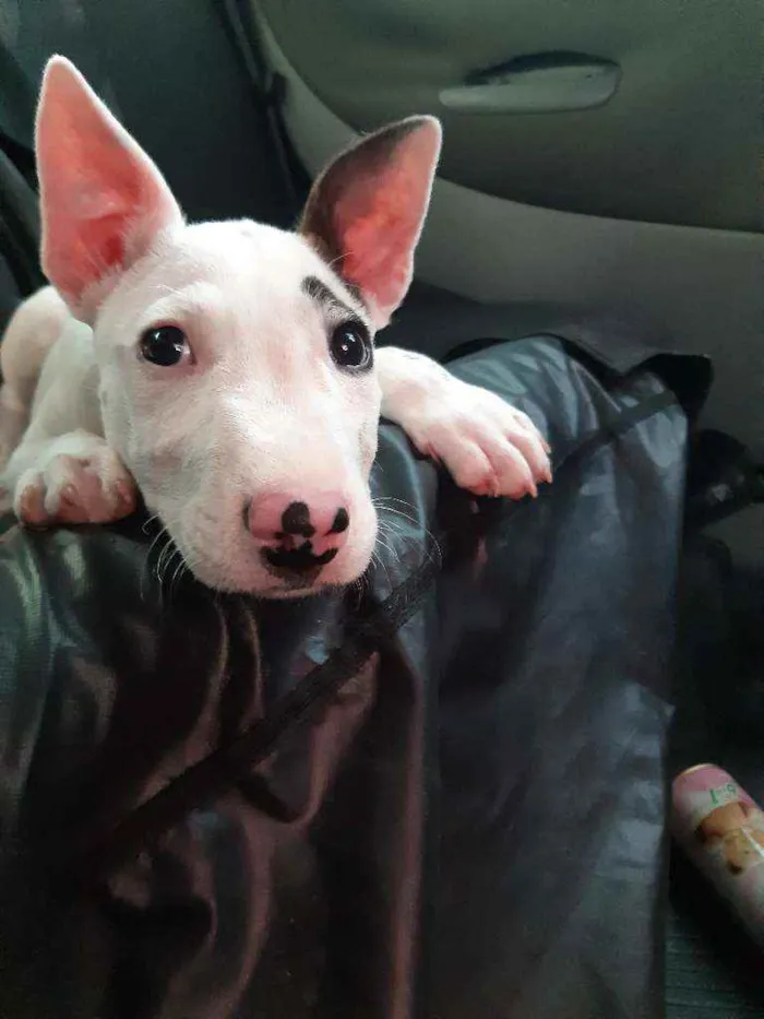 Cachorro raça Bull Terrier com Pit bull idade 2 a 6 meses nome Pirata loki