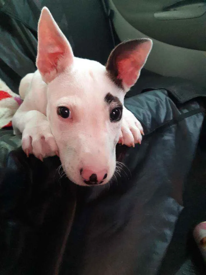 Cachorro raça Bull Terrier com Pit bull idade 2 a 6 meses nome Pirata loki