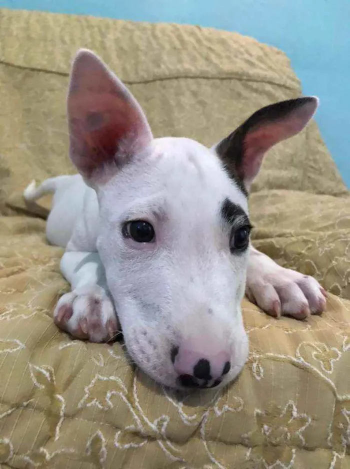 Cachorro raça Bull Terrier com Pit bull idade 2 a 6 meses nome Pirata loki