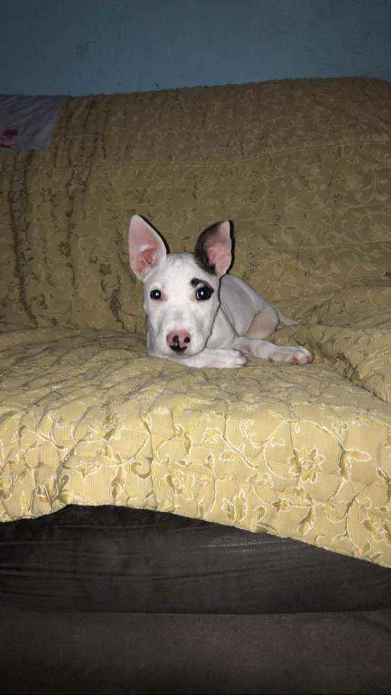 Cachorro raça Bull Terrier com Pit bull idade 2 a 6 meses nome Pirata loki