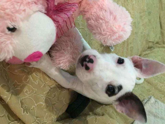 Cachorro raça Bull Terrier com Pit bull idade 2 a 6 meses nome Pirata loki