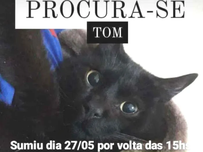 Gato ra a  idade 6 ou mais anos nome Tom 