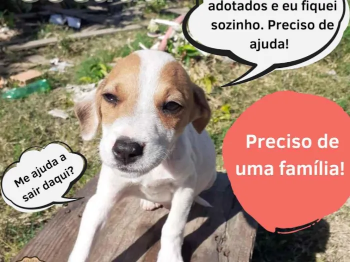 Cachorro ra a SRD idade 2 a 6 meses nome Cocada 