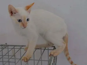 Gato raça SRD-ViraLata idade 2 a 6 meses nome BISCOITO