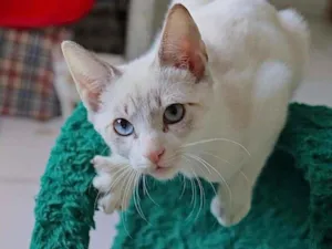 Gato raça SRD-ViraLata idade 2 a 6 meses nome LINDINHO