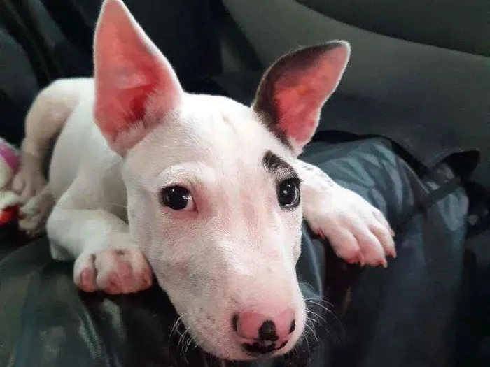 Cachorro raça Bull Terrier com Pit bull idade 2 a 6 meses nome Pirata loki