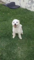 Billy