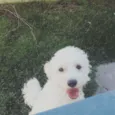 Billy