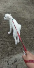 Billy