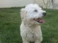 Billy
