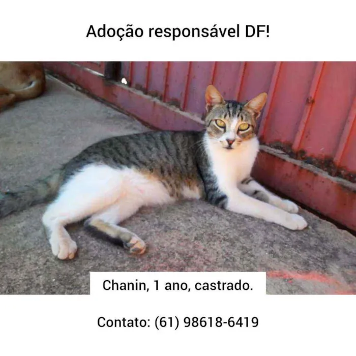 Gato ra a SRD idade 1 ano nome Chanin