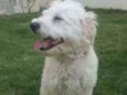 Billy