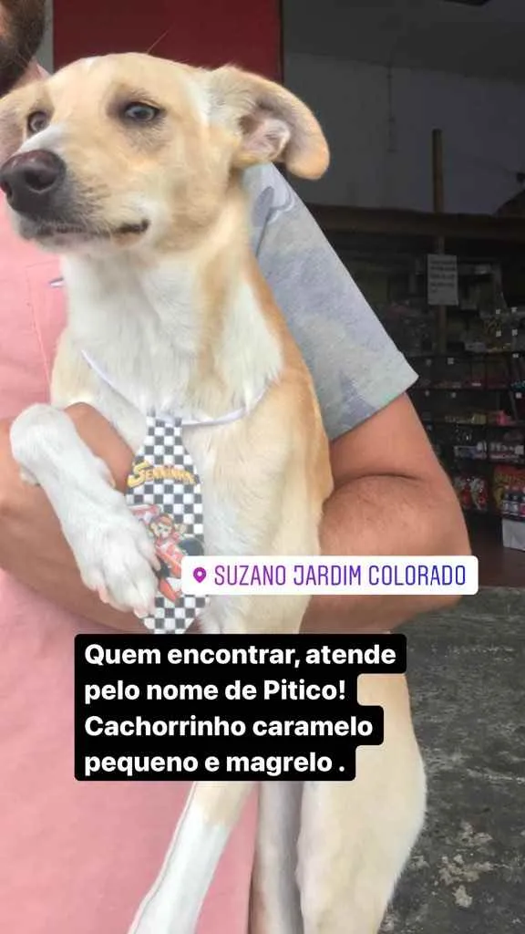 Cachorro ra a Não tem idade 1 ano nome Pitico 