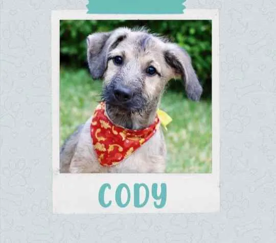 Cachorro ra a SRD  idade 2 a 6 meses nome Cody 