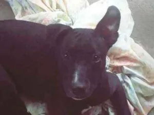 Cachorro raça Pitbull  idade 2 a 6 meses nome Jade 