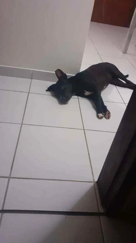 Cachorro raça Pitbull  idade 2 a 6 meses nome Jade 