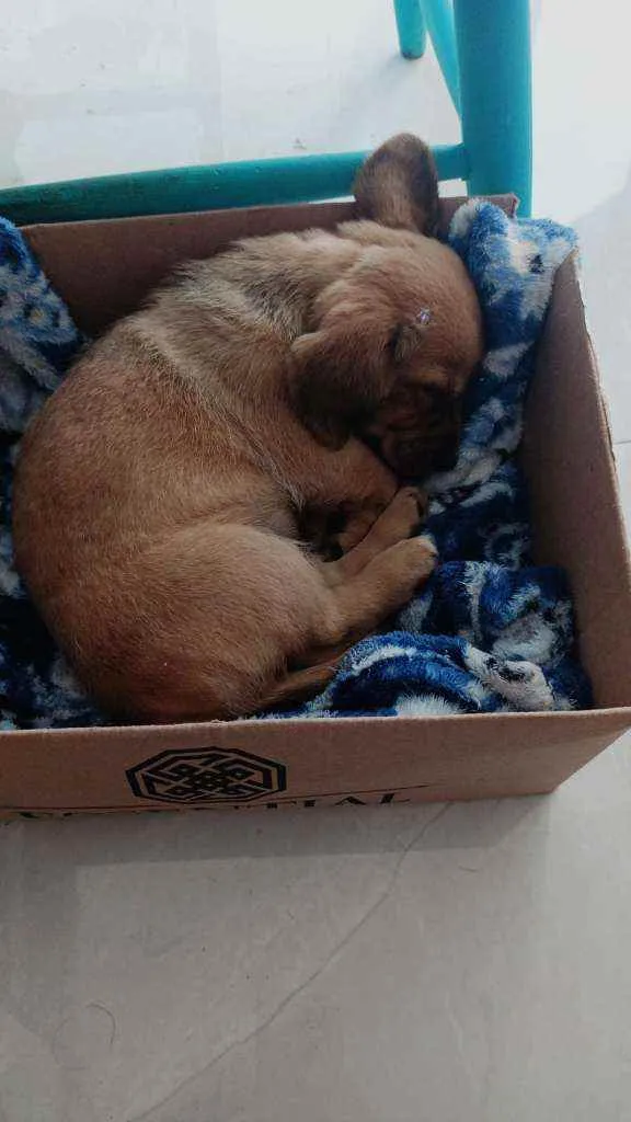 Cachorro raça Lhasa + poodle idade Abaixo de 2 meses nome Ainda sem nome