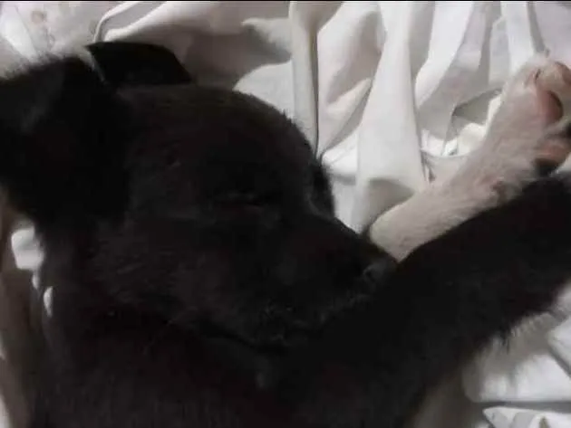 Cachorro ra a Sem raça definida idade 2 a 6 meses nome Pandora