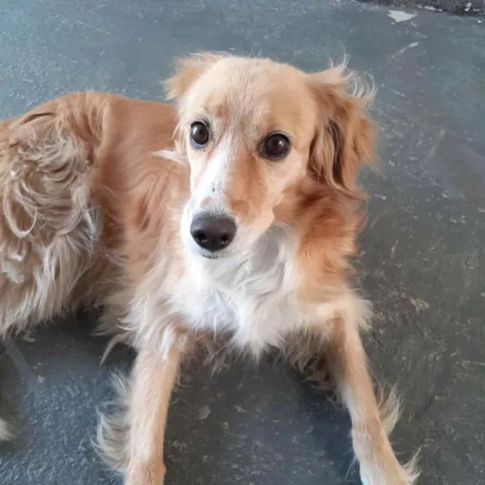 Cachorro ra a SDR idade 6 ou mais anos nome Suly